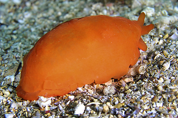 포토 JPG 해외이미지 동물 공원 유럽 야생동물 바다 여행 자연 휴식 사람없음 야외 물 컬러풀 뷰티 환경 바닷속 수중 다양 스페인 잠수함 지중해 날씬함 생태계 다이빙 생물학 암초 서식지 깊이 동물상 민달팽이 생태학 해외포토 자연요소 공공시설 교육 나라 컬러 다수 컨셉 조형물 수영 몸매 수중스포츠 파일형식 달팽이_동물 이미지허브