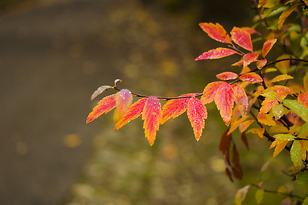 포토 JPG 해외이미지 나무 식물 디자인 계절 공원 백그라운드 단풍 잎 패턴 오렌지 자연 벽지 추상 경사 사람없음 야외 빨간색 초록색 빛 컬러풀 햇빛 태양 뷰티 노란색 정원 맑음 침묵 가을 나뭇가지 신선 황금 숲 보케 10월 내추럴 구성 카피스페이스 해외포토 자연요소 공공시설 컬러 무늬 과일 날씨 소리 공백 날짜 생태계 파일형식 이미지허브