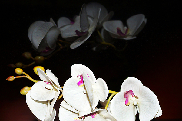 포토 JPG 해외이미지 꽃 선 줄기 분홍색 백그라운드 유리 친절 사람없음 컬러풀 반사 보라색 검은색 스파 거울 흰색 난초 고급 자르기 싱글 분무기 마법 고립 카피스페이스 해외포토 식물 컬러 컨셉 모션 재질 공백 파일형식 이미지허브