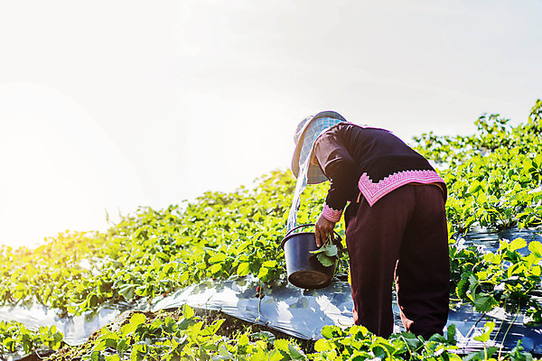 포토 JPG 해외이미지 나무 식물 구름 계절 공원 열매 아시아 문화 음식 잎 밭 농업 과일 태국 자연 딸기 휴식 산 사람 풍경 경사 야외 여름 햇빛 농장 수확 안개 성장 신선 농부 숲 허브 언덕 지역 부족 내추럴 밭일 원예사 세련 해외포토 자연요소 직업 공공시설 나라 산업 컨셉 날씨 태양 생태계 파일형식 이미지허브