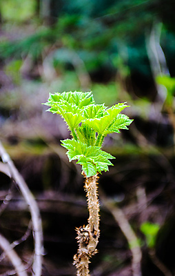 포토 JPG 해외이미지 식물 꽃 잎 캐나다 자연 사람없음 야외 초록색 새싹 환경 성장 나뭇가지 신선 못 거친 개화 가시 황무지 묘사 날카로움 스파이크 내추럴 이국적 해외포토 나무 컬러 북아메리카 공구 생태계 파일형식 이미지허브