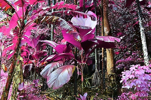 포토 JPG 해외이미지 분홍색 사람없음 야외 야자수 세이셸 야자수잎 열대잎 해외포토 나무 컬러 잎 아프리카 파일형식 이미지허브