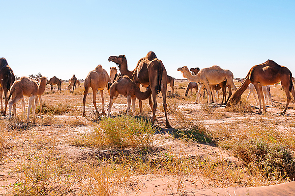 포토 JPG 해외이미지 동물 야생동물 모래 여행 컨셉 포유류 아프리카 자연 휴식 건조 사람 풍경 사람없음 야외 걷기 가축 사막 시골 뜨거움 그룹 기다림 양치기 군중 방목 모래언덕 사파리 낙타 모로코 혹 사하라 단봉낙타 카라반 많음 해외포토 직업 나라 모션 축산업 언덕 생태계 캠핑카 파일형식 이미지허브