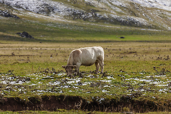 포토 JPG 해외이미지 식물 동물 행복 단풍 겨울 밭 포유류 자연 산 뿔 사람없음 갈색 하이킹 추위 칼날 소 스페인 숲 먹이 방목 속도 황소 귀 암초 멀리 아라곤 리빙 동물상 무료 해외포토 계절 감정 유럽 컬러 잎 농업 레저 신체부위 조형물 축산업 생태계 파일형식 이미지허브