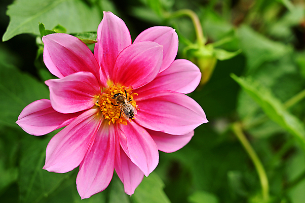 포토 JPG 해외이미지 식물 꽃 야생동물 곤충 오렌지 자연 잔디 사람없음 야외 빨간색 여름 햇빛 노란색 환경 정원 봄 신선 작업 작음 수분 벌 수집 제비꽃 꽃가루 꿀 적재 꽃수술 해외포토 동물 계절 컬러 과일 태양 크기 가루 생태계 파일형식 이미지허브
