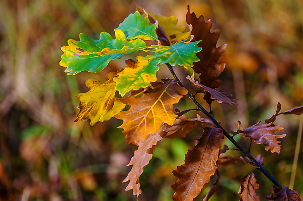 포토 JPG 해외이미지 나무 식물 디자인 계절 백그라운드 단풍 잎 오렌지 자연 벽지 미술 사람없음 야외 목재 가로 빨간색 초록색 빛 컬러풀 햇빛 뷰티 갈색 노란색 우주 정원 맑음 활발 덮개 나뭇가지 황금 떨어짐 숲 질감 보케 강렬 고립 카피스페이스 해외포토 컬러 컨셉 과일 재료 날씨 문화예술 태양 공백 뚜껑 생태계 파일형식 이미지허브