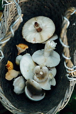 포토 JPG 해외이미지 식물 계절 음식 다이어트 채소 자연 건강 사람없음 야외 초록색 갈색 바구니 맑음 식사 버섯 하이킹 수확 신선 숲 수집 먹기 허브 유기농 성분 내추럴 곰팡이 그물버섯 삼림지대 식용 해외포토 웰빙 컬러 농업 모션 레저 날씨 생태계 파일형식 이미지허브