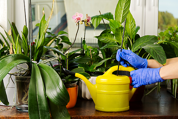 포토 JPG 해외이미지 식물 손 화분 신체부위 물뿌리개 잡기 막대기 원예 섞기 식물키우기 해외포토 모션 사람 취미 파일형식 이미지허브