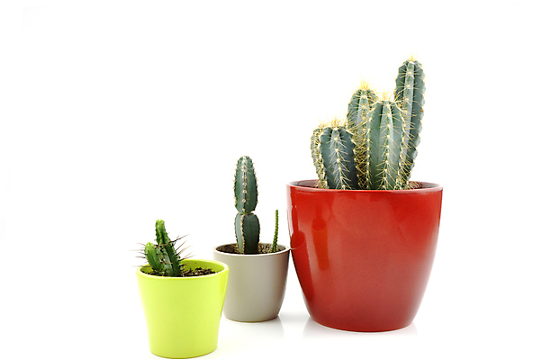 포토 JPG 해외이미지 나무 식물 꽃 화분 화초 잎 패턴 자연 선인장 주택 실내 사람없음 장식 초록색 뷰티 정원 사막 성장 신선 냄비 묘사 내추럴 진짜 해외포토 컬러 무늬 내부 건물 솥 생태계 파일형식 이미지허브