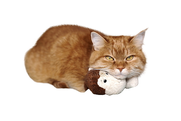 포토 JPG 해외이미지 스튜디오촬영 동물 한마리 1 응시 새끼 백그라운드 포유류 영국 털 앉기 사람없음 반려동물 뷰티 고양이 줄무늬 회색 흰색 표현 모피 호기심 흰배경 슛 육식동물 얼룩무늬 솜털 노려봄 고립 기르기 차단 해외포토 시선 감정 유럽 컬러 컨셉 무늬 모션 실내 표정 돌봄 파일형식 이미지허브