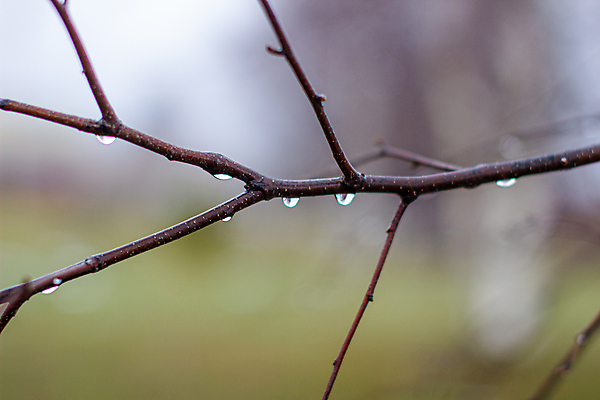 포토 JPG 해외이미지 나무 식물 계절 백그라운드 잎 자연 아침 날씨 추상 사람없음 야외 목재 물 빛 반사 갈색 환경 활발 회색 젖음 추위 안개 가을 물방울 나뭇가지 신선 액체 떨어짐 숲 이슬 11월 빗방울 집중 10월 내추럴 벌거벗은 효과 해외포토 주간 자연요소 컬러 컨셉 무늬 재료 비_날씨 날짜 생태계 파일형식 이미지허브