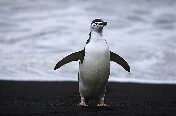 포토 JPG 해외이미지 전신 한마리 야생동물 자연 조류 서기 사람없음 야외 젖음 남극 펭귄 해외포토 동물 1 모션 극지방 생태계 파일형식 이미지허브