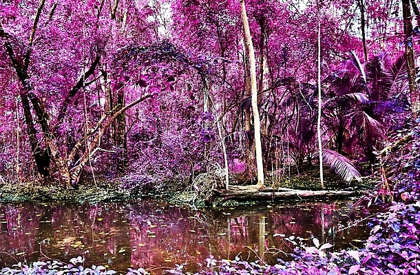 포토 JPG 해외이미지 분홍색 사람없음 야외 야자수 반사 수면 습지 세이셸 야자수잎 해외포토 나무 컬러 잎 아프리카 물 파일형식 이미지허브