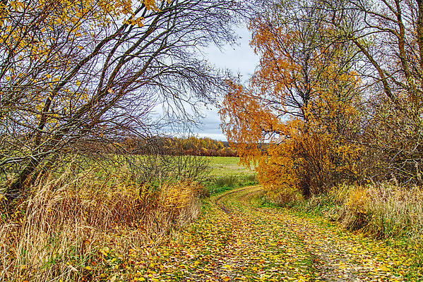 포토 JPG 해외이미지 나무 계절 공원 유럽 백그라운드 단풍 낙엽 잎 오렌지 자연 독일 파노라마 사람없음 야외 목재 가로 빨간색 초록색 컬러풀 햇빛 태양 뷰티 노란색 환경 맑음 활발 안개 숲 11월 오르기 침엽수 자작나무 10월 뿌연 삼림지대 섞기 해외포토 자연요소 식물 공공시설 나라 컬러 컨셉 과일 재료 모션 날씨 촬영기법 날짜 생태계 파일형식 이미지허브