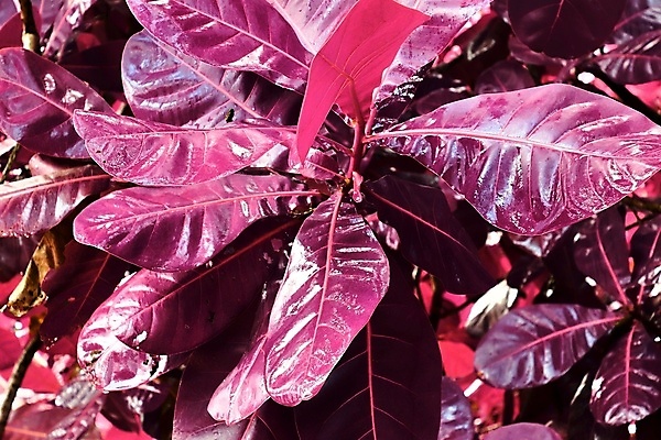 포토 JPG 해외이미지 분홍색 검은배경 사람없음 야외 야자수 세이셸 야자수잎 열대잎 해외포토 나무 컬러 백그라운드 잎 아프리카 검은색 파일형식 이미지허브