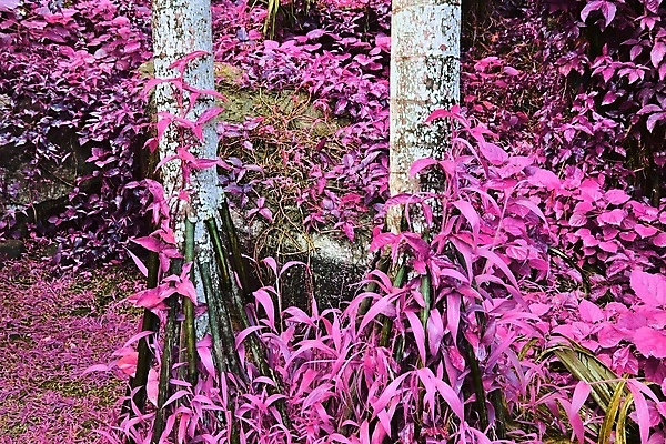 포토 JPG 해외이미지 분홍색 사람없음 야외 야자수 세이셸 야자수잎 해외포토 나무 컬러 잎 아프리카 파일형식 이미지허브