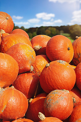 포토 JPG 해외이미지 식물 계절 음식 백그라운드 밭 농업 다이어트 채소 오렌지 자연 호박 건강 사람없음 야외 장식 농장 할로윈 수확 가을 시골 신선 그룹 시장 달콤 농부 먹기 홋카이도 유기농 날것 추수감사절 10월 내추럴 분양 숙성 채식주의자 많음 해외포토 직업 웰빙 산업 기독교 컨셉 과일 모션 부동산 일본 날짜 맛 생태계 채식 파일형식 이미지허브