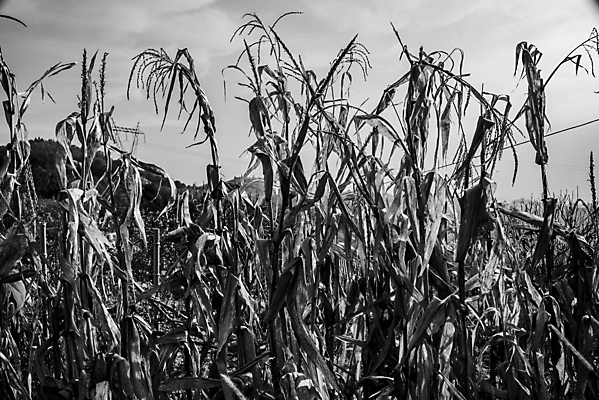 포토 JPG 해외이미지 식물 전통 디자인 계절 산업 음식 백그라운드 잎 밭 농업 채소 자연 하늘 휴가 건조 건강 옥수수 씨앗 풍경 사람없음 초록색 여름 농작물 컬러풀 농장 노란색 이탈리아 수확 성장 가을 시골 낟알 11월 시리얼 밀 귀 추수감사절 내추럴 고립 밭일 숙성 해외포토 유럽 기독교 컬러 곡류 신체부위 날짜 생태계 파일형식 이미지허브