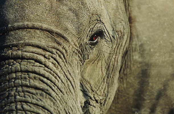 포토 JPG 해외이미지 한마리 야생동물 포유류 아프리카 자연 코끼리 건조 사람없음 야외 주름 속눈썹 보츠와나 해외포토 동물 1 나라 눈썹 생태계 파일형식 이미지허브