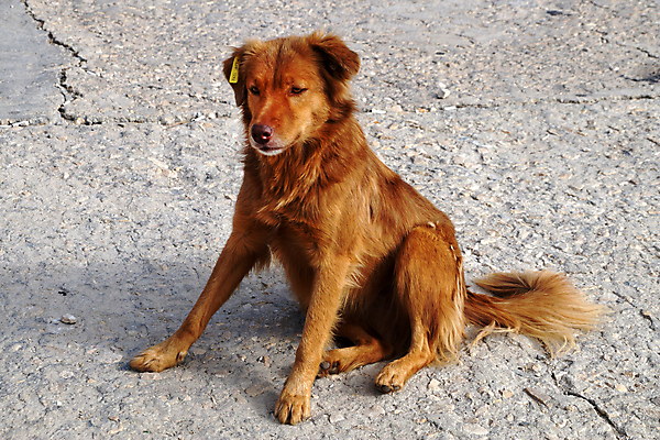 포토 JPG 해외이미지 1 응시 포유류 스트레스 털 피곤 앉기 사람없음 야외 반려동물 슬픔 잠 기다림 개 배고픔 귀 빨간머리 노숙자 기르기 유래 충실 해외포토 동물 헤어스타일 시선 감정 컨셉 모션 신체부위 돌봄 파일형식 이미지허브