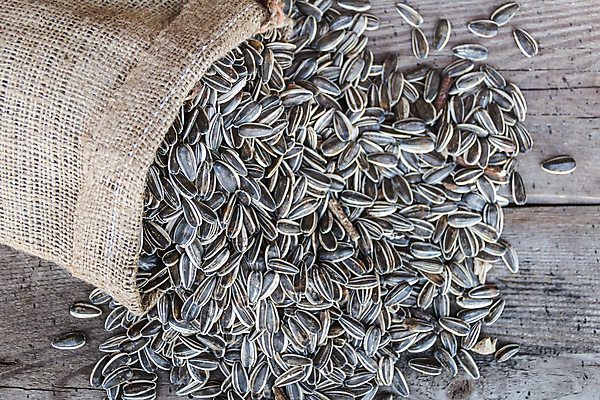 포토 JPG 해외이미지 음식 밭 농업 채소 가방 재료 탁자 해바라기 건강 씨앗 사람없음 목재 농작물 세일 지성 수확 시골 낟알 유기농 날것 자루 내추럴 채식주의자 비건 해외포토 나무 식물 웰빙 잡화 꽃 산업 가구 채식 파일형식 이미지허브