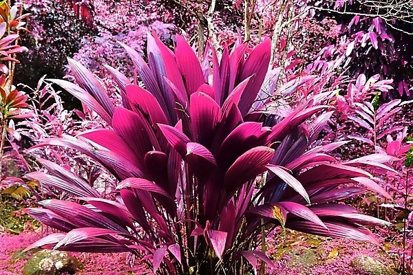 포토 JPG 해외이미지 분홍색 사람없음 야외 야자수 세이셸 야자수잎 열대잎 해외포토 나무 컬러 잎 아프리카 파일형식 이미지허브