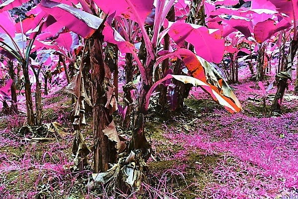 포토 JPG 해외이미지 분홍색 사람없음 야외 야자수 세이셸 야자수잎 열대잎 해외포토 나무 컬러 잎 아프리카 파일형식 이미지허브