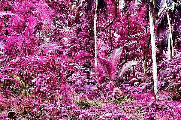 포토 JPG 해외이미지 분홍색 사람없음 야외 야자수 세이셸 야자수잎 열대잎 해외포토 나무 컬러 잎 아프리카 파일형식 이미지허브