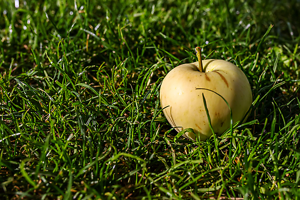 포토 JPG 해외이미지 식물 계절 음식 백그라운드 잎 농업 과일 자연 건강 사람없음 야외 초록색 빛 컬러풀 태양 농장 노란색 정원 맑음 주스 수확 가을 흰색 신선 사과 숲 과수원 먹기 유기농 원예 추수감사절 시들음 내추럴 숙성 채식주의자 해외포토 자연요소 웰빙 산업 기독교 음료 컬러 모션 날씨 취미 생태계 채식 파일형식 이미지허브