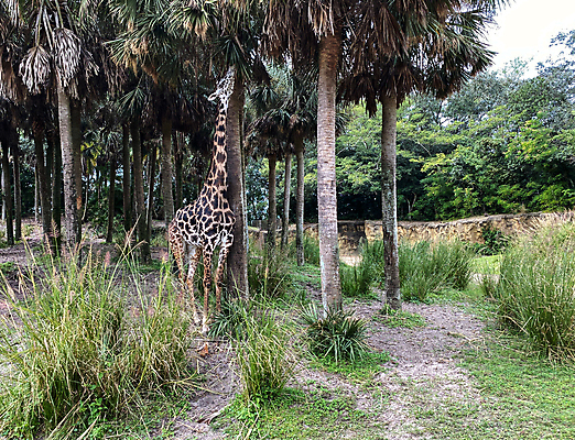 포토 JPG 해외이미지 동물 공원 여행 비즈니스 포유류 가족 아프리카 자연 하늘 건조 동물원 사람없음 야외 컬러풀 태양 탑 미국 사막 자녀 뜨거움 숲 위험 큼 기린 사파리 장면 멸종 남쪽 사바나 왕국 플로리다 해외포토 자연요소 건축물 공공시설 나라 컬러 컨셉 북아메리카 관계 크기 방향 생태계 파일형식 이미지허브