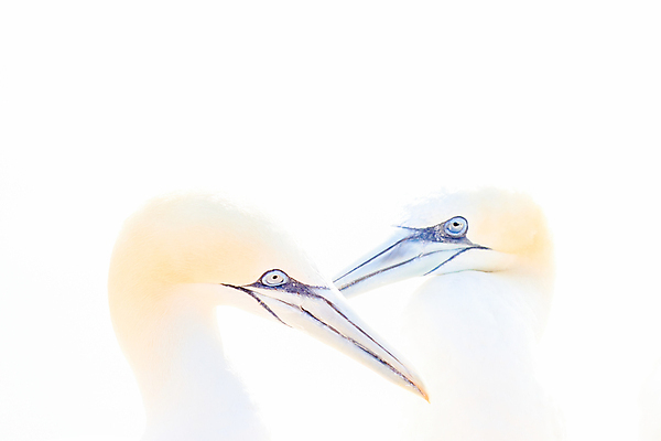 포토 JPG 해외이미지 동물 커플 야생동물 바다 섬 2 캐나다 날개 자연 조류 독일 사람없음 물 파란색 태양 노란색 머리 터치 자유 흰색 쌍 깃털 묘사 부리 북쪽 환영 서식지 내추럴 카피스페이스 해외포토 자연요소 유럽 컬러 컨셉 북아메리카 관계 신체부위 공백 방향 생태계 파일형식 이미지허브