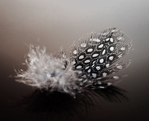 포토 JPG 해외이미지 동물 디자인 백그라운드 컨셉 패턴 자연 조류 추상 사람없음 빛 검은색 깃털 묘사 부드러움 솜털 내추럴 고립 깃털펜 해외포토 컬러 무늬 펜 감각 생태계 파일형식 이미지허브