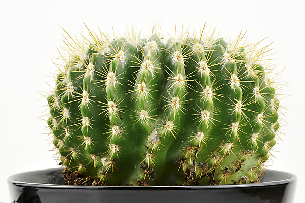 포토 JPG 해외이미지 나무 식물 꽃 화분 화초 잎 패턴 자연 선인장 주택 실내 사람없음 장식 초록색 뷰티 정원 사막 성장 신선 냄비 묘사 내추럴 진짜 해외포토 컬러 무늬 내부 건물 솥 생태계 파일형식 이미지허브