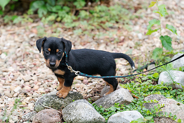 포토 JPG 해외이미지 동물 한마리 1 응시 꽃 행복 새끼 장난 자연 놀이 털 사랑 잔디 사람없음 야외 초록색 여름 반려동물 갈색 머리 걷기 귀여움 정원 보라색 신생아 개 달콤 강아지 작음 테리어 솜털 기르기 유래 해외포토 식물 시선 계절 감정 컬러 컨셉 포유류 모션 신체부위 아기 맛 크기 생태계 돌봄 파일형식 이미지허브