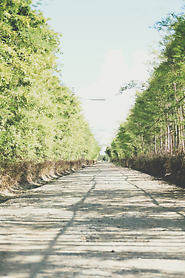 포토 JPG 해외이미지 나무 식물 공원 도로 길 잎 자연 사람없음 야외 초록색 환경 정원 성장 시골 대나무 내추럴 해외포토 공공시설 컬러 교통시설 생태계 파일형식 이미지허브