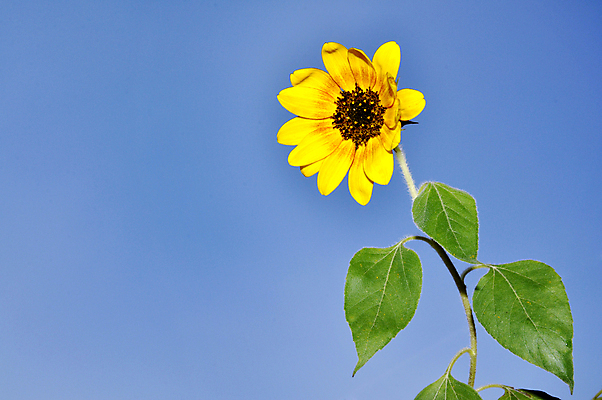 포토 JPG 해외이미지 배너 계절 꽃 백그라운드 밭 농업 자연 하늘 해바라기 풍경 경사 사람없음 야외 그래픽 가로 여름 파란색 빛 햇빛 태양 농경지 노란색 맑음 에너지 벚꽃 광선 개화 묘사 생태계 천국 밭일 생태학 카피스페이스 해외포토 자연요소 식물 교육 산업 컬러 날씨 농장 공백 파일형식 이미지허브