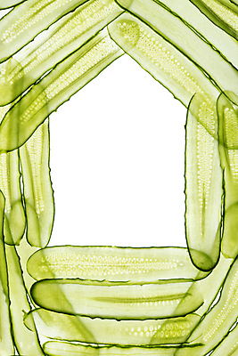 포토 JPG 해외이미지 식물 라이프스타일 음식 조각 백그라운드 농업 다이어트 채소 재료 부분 자연 오이 프레임 건강 사람없음 초록색 식사 샐러드 흰색 신선 원형 고명 그룹 맛 자르기 먹기 오브젝트 싱글 흰배경 유기농 날것 슬라이스 흙더미 고립 숙성 채식주의자 개조 해외포토 도형 웰빙 산업 컬러 컨셉 모션 생활 흙 생태계 채식 파일형식 더미 이미지허브