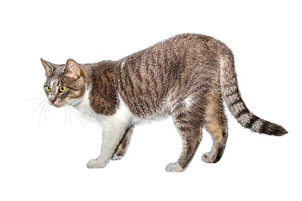 포토 JPG 해외이미지 동물 1 백그라운드 다이어트 생물 수염 털 건강 사랑 사람없음 반려동물 고양이 가축 줄무늬 회색 코트 흰색 구출 먹이 모피 자르기 얼룩무늬 노숙자 고립 기르기 돌봄 발톱 헬프 해외포토 감정 컬러 무늬 포유류 모션 발 외투 도움 파일형식 이미지허브