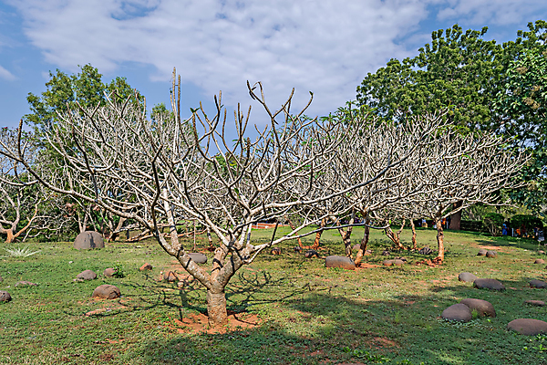 포토 JPG 해외이미지 나무 디자인 외관 아시아 문화 과학 여행 건축양식 하늘 추상 미래 건조 미술 동양인 사람없음 야외 뷰티 정원 화목 원형 영혼 황금 클래식 큼 명상 비전 커뮤니티 동쪽 애국심 동물상 신앙심 해외포토 도형 식물 건축 나라 컨셉 무늬 문화예술 인종 조형물 크기 방향 파일형식 이미지허브