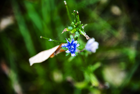 포토 JPG 해외이미지 식물 음식 백그라운드 잎 농업 다이어트 채소 자연 새로움 건강 요리 사람없음 초록색 농작물 덮개 흰색 신선 시장 상품 상추 먹기 유기농 날것 부드러움 내추럴 고립 숙성 식용 채식주의자 치커리 억울 비건 해외포토 웰빙 감정 산업 컬러 컨셉 모션 뚜껑 감각 생태계 채식 파일형식 이미지허브