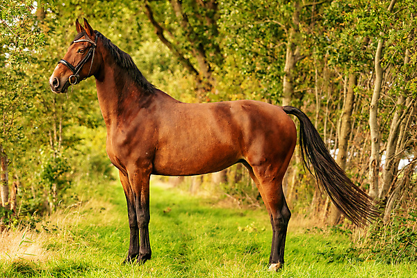 포토 JPG 해외이미지 전신 나무 동물 공원 행복 스포츠 여행 백그라운드 단풍 잎 자연 풍경 사람없음 야외 빨간색 초록색 컬러풀 햇빛 태양 농장 갈색 노란색 자유 가을 승마 황금 저녁 숲 내추럴 부스 해외포토 자연요소 식물 계절 공공시설 감정 컬러 컨셉 농업 야간 생태계 파일형식 이미지허브