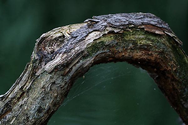 포토 JPG 해외이미지 나무 식물 계절 공원 감정 백그라운드 잎 패턴 자연 아침 풍경 사람없음 목재 치료 장식 초록색 물 빛 컬러풀 반사 일출 환경 어둠 나뭇가지 시골 황무지 황금 숲 거미줄 버드나무 묘사 질감 내추럴 얇은 엘리먼트 해외포토 주간 자연요소 공공시설 컬러 무늬 재료 의학 노을 생태계 파일형식 이미지허브