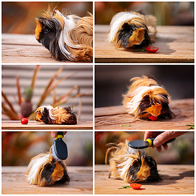 포토 JPG 해외이미지 동물 손 얼굴 토마토 가정 포옹 자연 사람없음 반려동물 갈색 검은색 저녁식사 가축 코트 붓 돼지 달콤 설치류 주머니 먹기 모음 몸단장 기르기 돌봄 반응 수유 해외포토 컬러 채소 포유류 안기 모션 신체부위 식사 외투 맛 생태계 파일형식 이미지허브