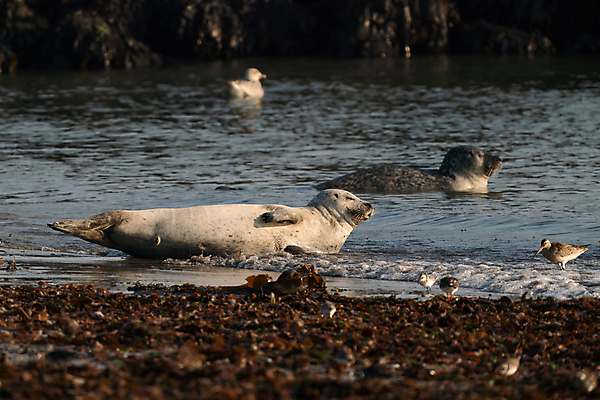 포토 JPG 해외이미지 동물 유럽 야생동물 모래 파도 바다 섬 여행 포유류 자연 휴가 휴식 털 풍경 해변 사람없음 물 관광지 갈색 환경 회색 자유 그룹 닫기 물개 대서양 내추럴 생태학 식민지 해외포토 자연요소 교육 나라 컬러 컨셉 모션 바다동물 생태계 파일형식 이미지허브