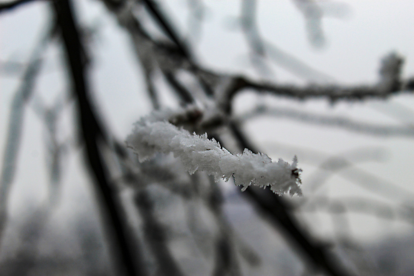 포토 JPG 해외이미지 나무 계절 공원 길 여행 백그라운드 겨울 자연 날씨 사람없음 목재 강 뷰티 평화 얼음 침묵 추위 안개 흰색 나뭇가지 서리 장면 뿌연 눈내림 해외포토 자연요소 식물 공공시설 컬러 컨셉 재료 눈_날씨 소리 생태계 파일형식 이미지허브
