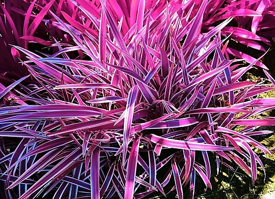 포토 JPG 해외이미지 분홍색 검은배경 사람없음 야외 야자수 보라색 세이셸 야자수잎 해외포토 나무 컬러 백그라운드 잎 아프리카 검은색 파일형식 이미지허브