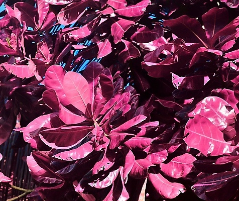 포토 JPG 해외이미지 분홍색 검은배경 사람없음 야외 야자수 세이셸 야자수잎 해외포토 나무 컬러 백그라운드 잎 아프리카 검은색 파일형식 이미지허브