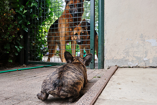 포토 JPG 해외이미지 동물 1 행복 얼굴 새끼 포즈 2 친절 사랑 사람없음 초록색 울타리 반려동물 갈색 정원 기쁨 아기 주름 개 달콤 강아지 작음 호기심 황소 불독 프랑스어 경보 신앙심 카피스페이스 해외포토 문자 감정 컬러 컨셉 포유류 사람 신체부위 담장 공백 소 맛 크기 파일형식 이미지허브