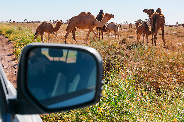 포토 JPG 해외이미지 동물 도로 야생동물 모래 여행 컨셉 밭 포유류 교통시설 자동차 자연 하늘 풍경 사람없음 야외 여름 파란색 노란색 사막 시골 소 방목 땅 사파리 낙타 동쪽 모로코 혹 사하라 건너기 단봉낙타 두바이 평야 해외포토 계절 길 육상교통 컬러 교통 농업 모션 아프리카 축산업 방향 시설 생태계 아랍에미리트 파일형식 이미지허브