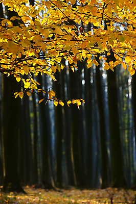 포토 JPG 해외이미지 나무 식물 계절 공원 도로 길 여행 잎 오렌지 자연 산 요정 풍경 사람없음 야외 초록색 컬러풀 노란색 활발 안개 가을 나뭇가지 시골 황금 숲 11월 마법 루마니아 10월 내추럴 방법 뿌연 선로 전국 해외포토 공공시설 유럽 컬러 컨셉 과일 교통시설 날씨 날짜 생태계 파일형식 이미지허브